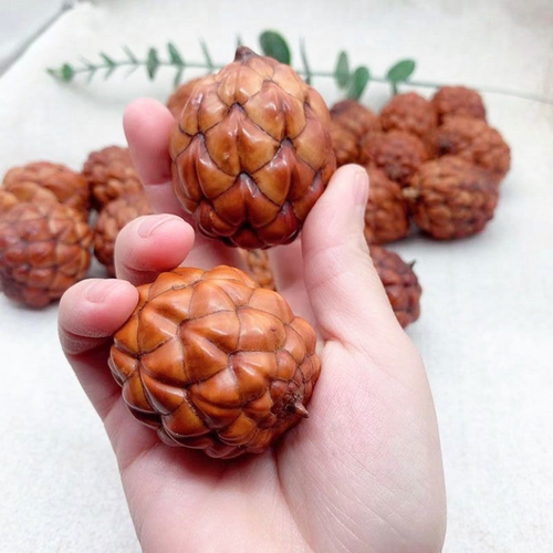 铁树籽个性文玩解压手把件天然菩提子高密度原籽男女盘玩手捻配饰