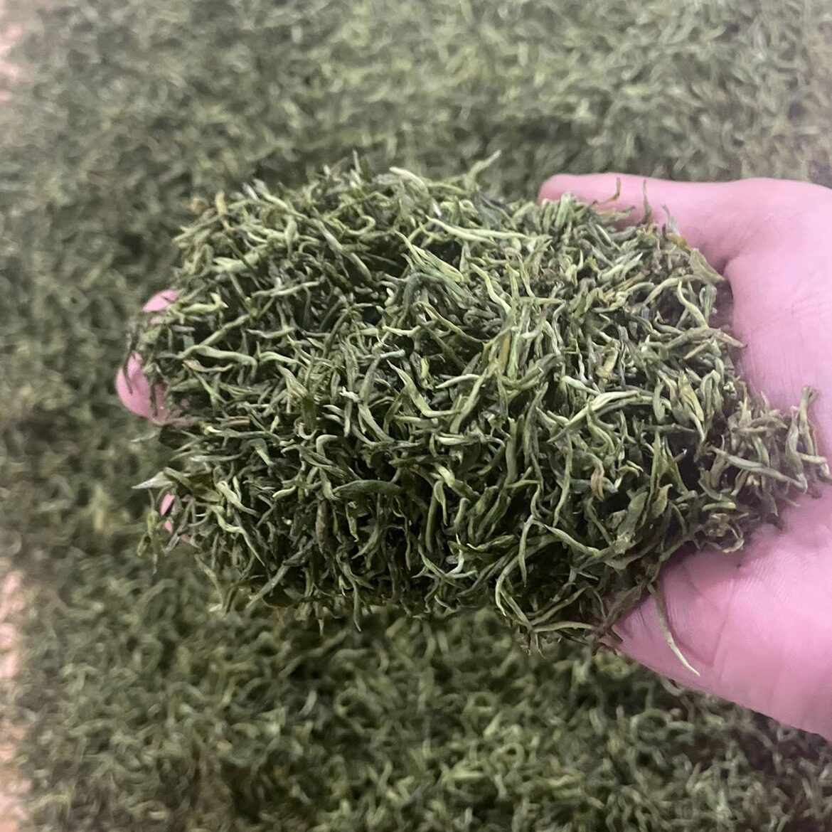 2026年新茶春茶高山绿茶武当山茶芽茶毛尖茶老品种茶树房县芽茶