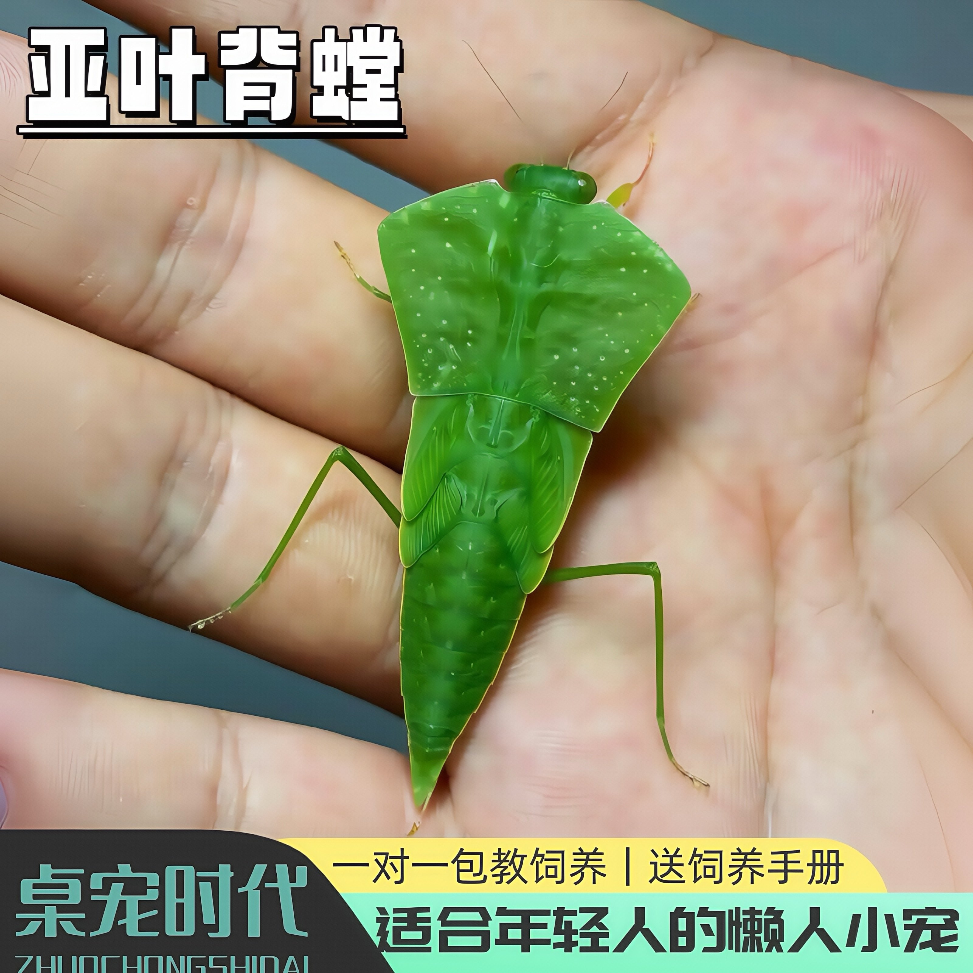 亚叶背螳螂叶背螳螂宠物螳螂观赏螳螂懒人宠物叶子虫桌宠时代,宠物/宠物食品及用品,特色爬宠/鸣虫,淘宝优惠券,粉丝福利购,淘宝优惠卷
