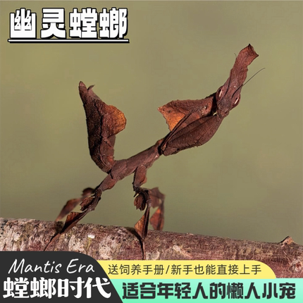 幽灵螳螂螳螂螳螂活体螳螂活体螳螂螳螂螳螂螳螂宠物螳螂桌宠时代