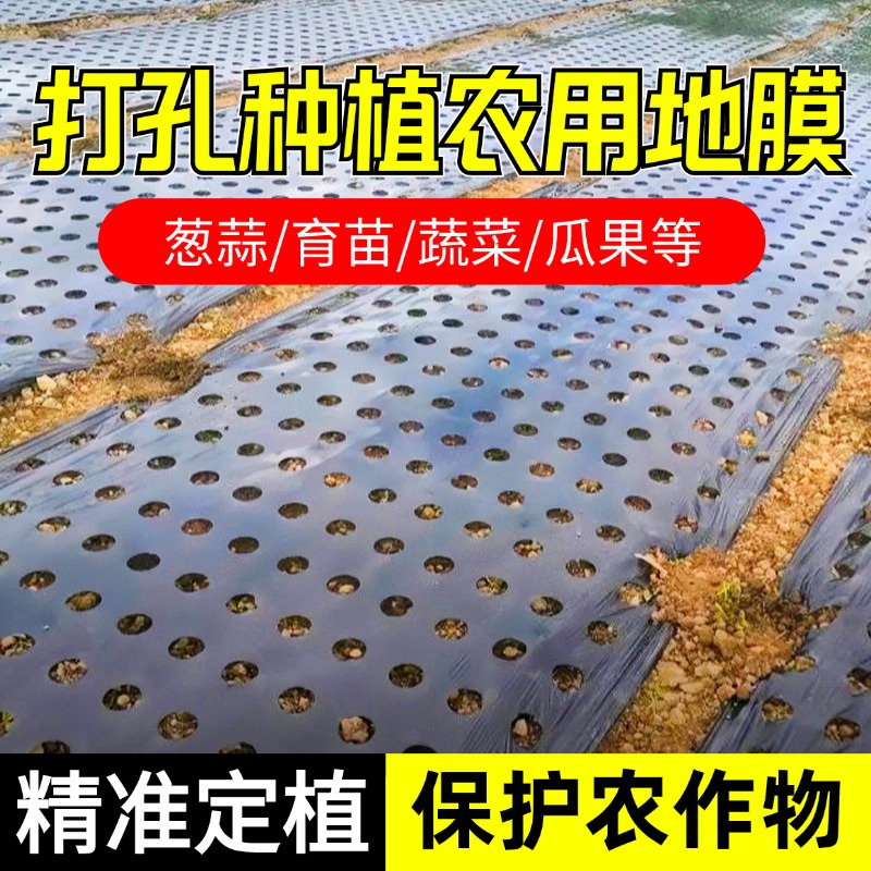 战天打孔黑地膜除草保湿蔬菜种植