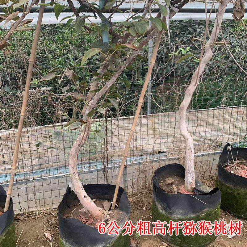 猕猴桃树果苗6公分粗高杆肯爬藤图片