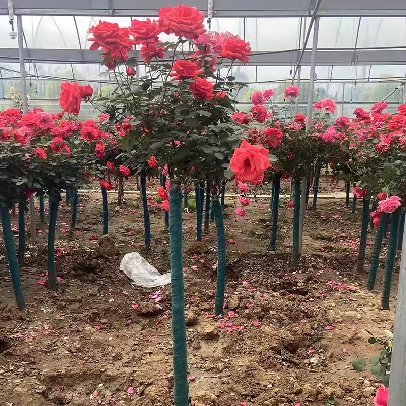 月季树桩老桩国月大花特大号