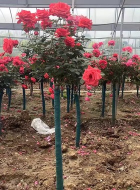 月季树桩老桩国月大花特大号四季开花嫁接多分枝原盆发货耐寒庭院