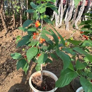 樱桃树苗苖盆栽地栽土樱桃原盆土发货当年开花肯结果南北方种植