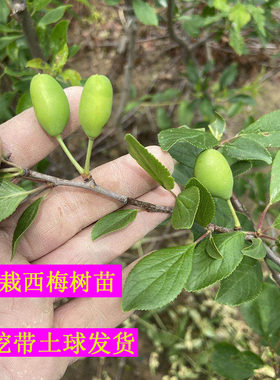 西梅树苗带土球嫁接苗当年结果