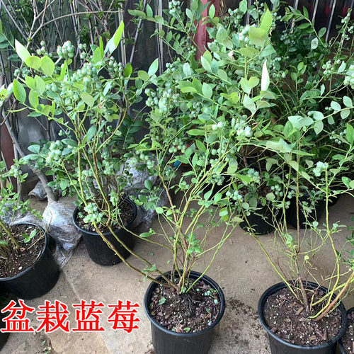 蓝莓树果苗盆栽带果大果