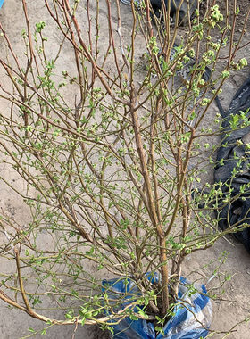 果树蓝莓苗大颗苗带花苞当年结果