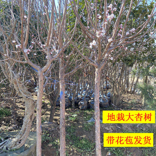 杏子树苗嫁接苗带土球当年结果