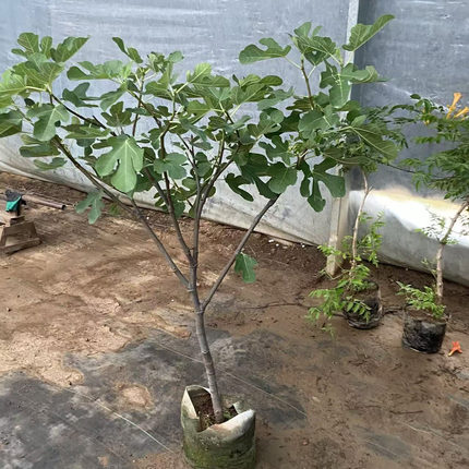 无花果树果苗盆栽大苗1.2米高带果当年结果原盆原土发货耐寒