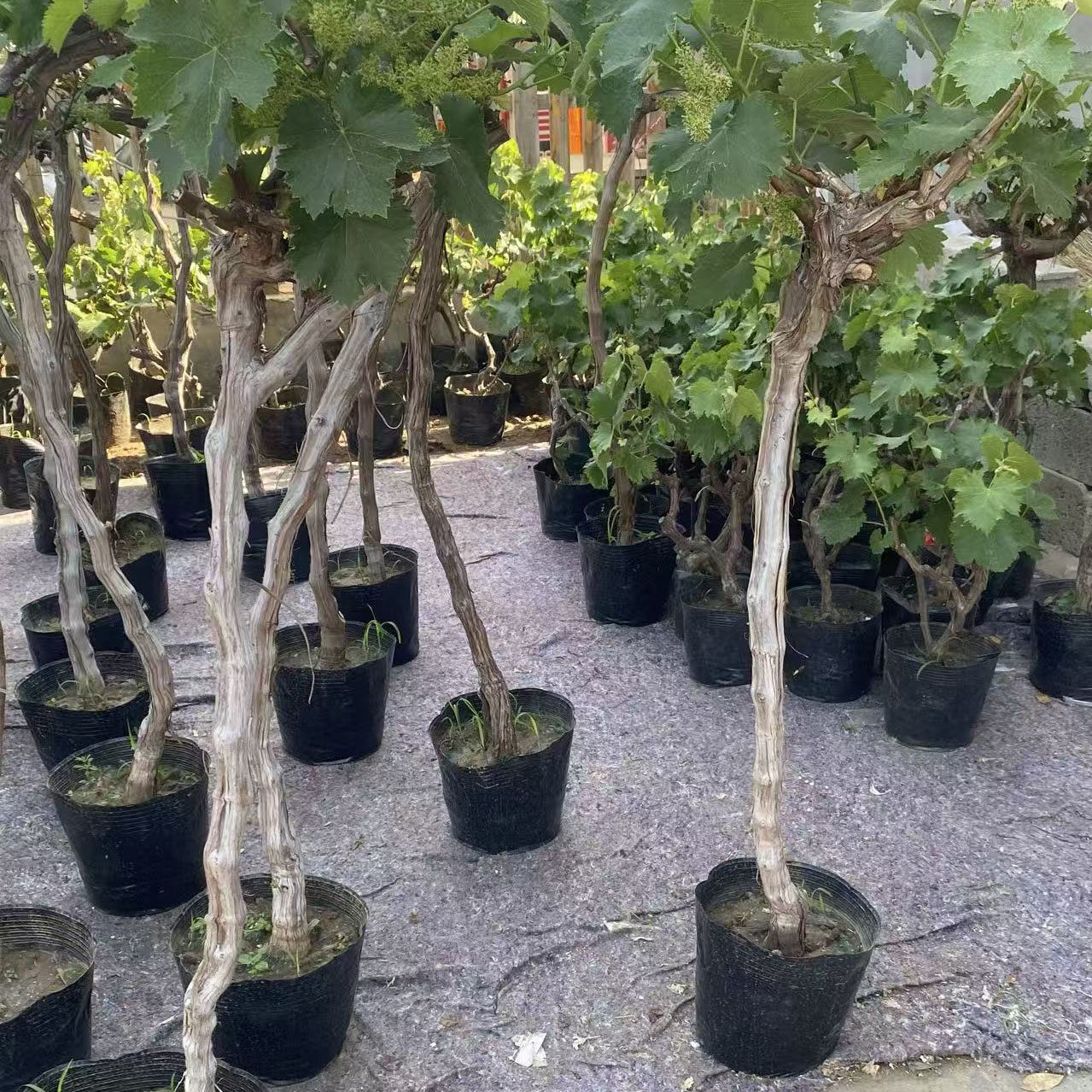 葡萄树果苗盆栽老桩大苗爬藤新品甜好吃原盆原土发货当年开花