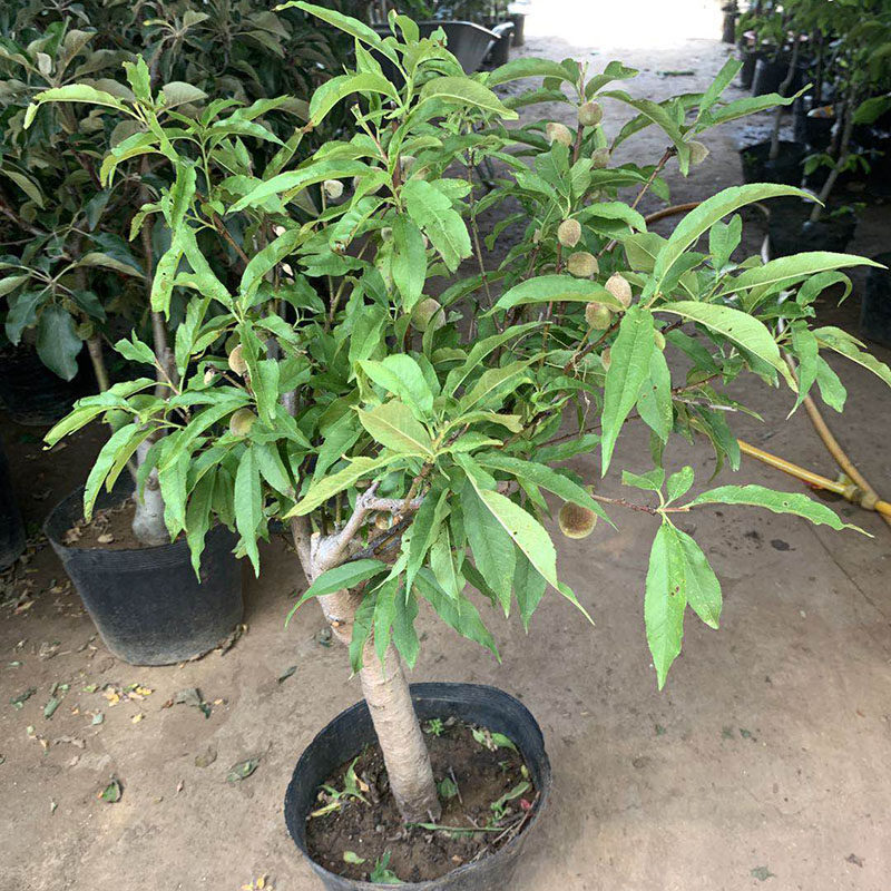 桃树果苗盆栽嫁接苗蟠桃树