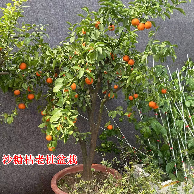 沙糖桔子树苗老桩盆栽大果甜好吃带花苞带果原盆原土木架发货