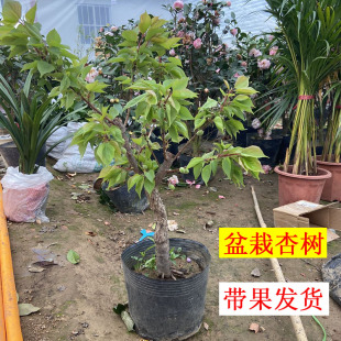 果树苗大果型杏子树苗盆栽嫁接苗带花带果带土带叶发货南北方种植