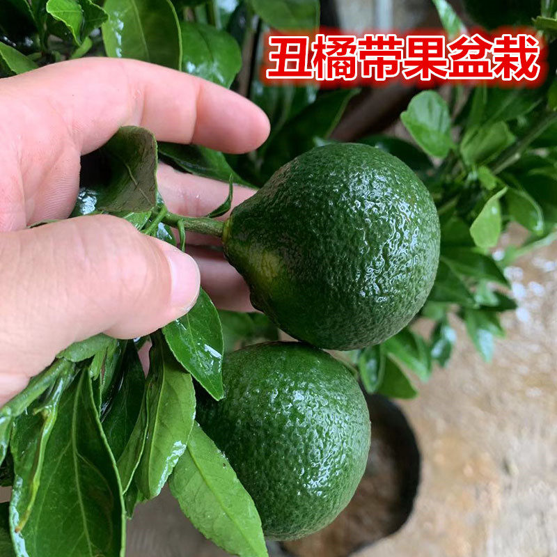 果树苗丑橘苗不知火柑橘很甜好吃盆栽带果原土原盆发货