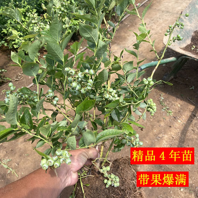 新到精品蓝莓果树苗地栽盆栽4年苗带果爆满带土发货南北方种植
