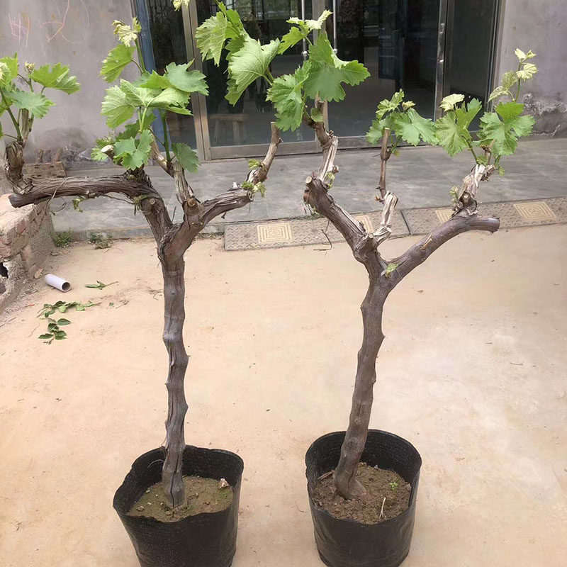 葡萄树苖盆栽巨峰葡萄棒棒糖树形原盆土发货好养活南北方种植