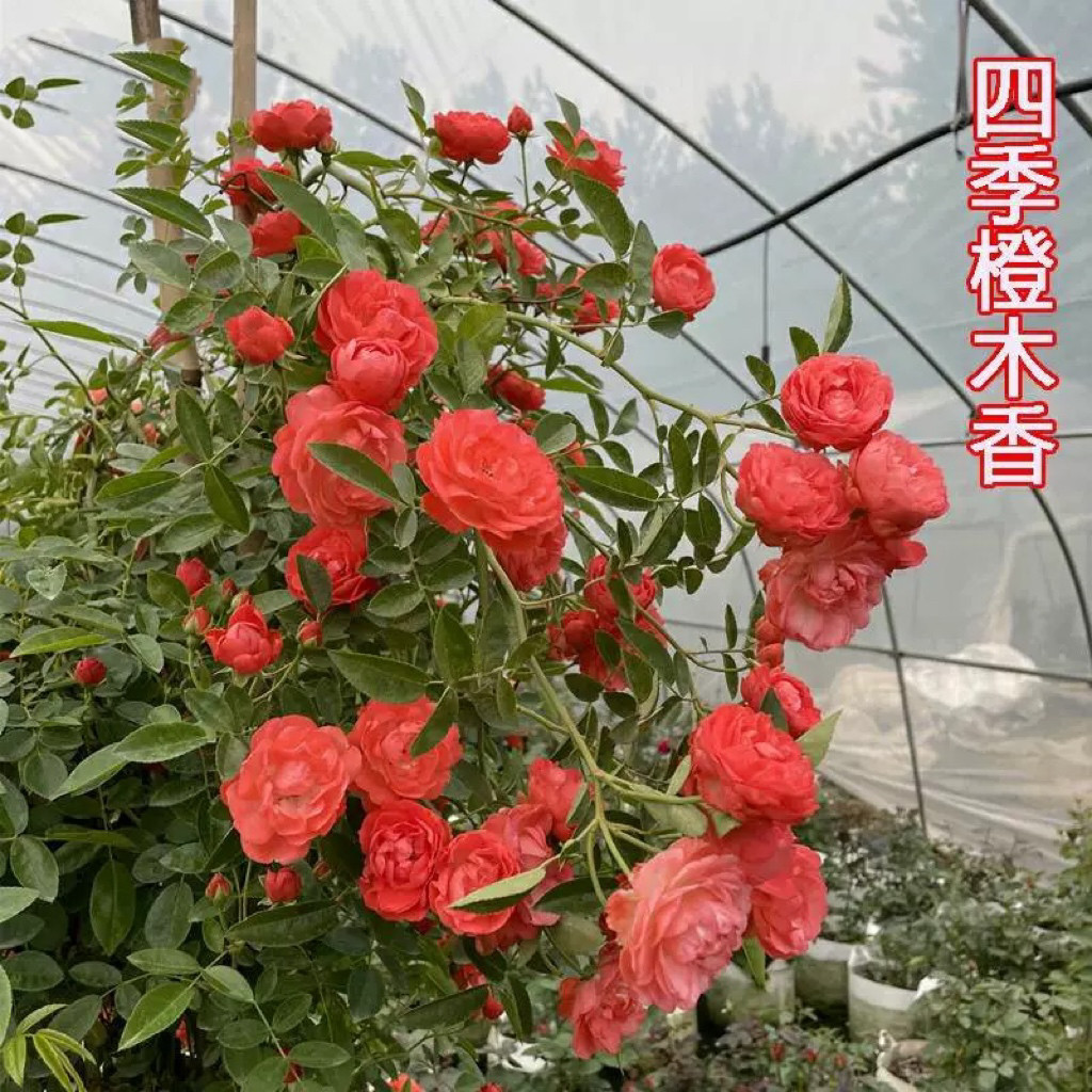 四季橙木香黄木香中苗爬藤四季开花盆栽地栽庭院耐寒爬藤植物