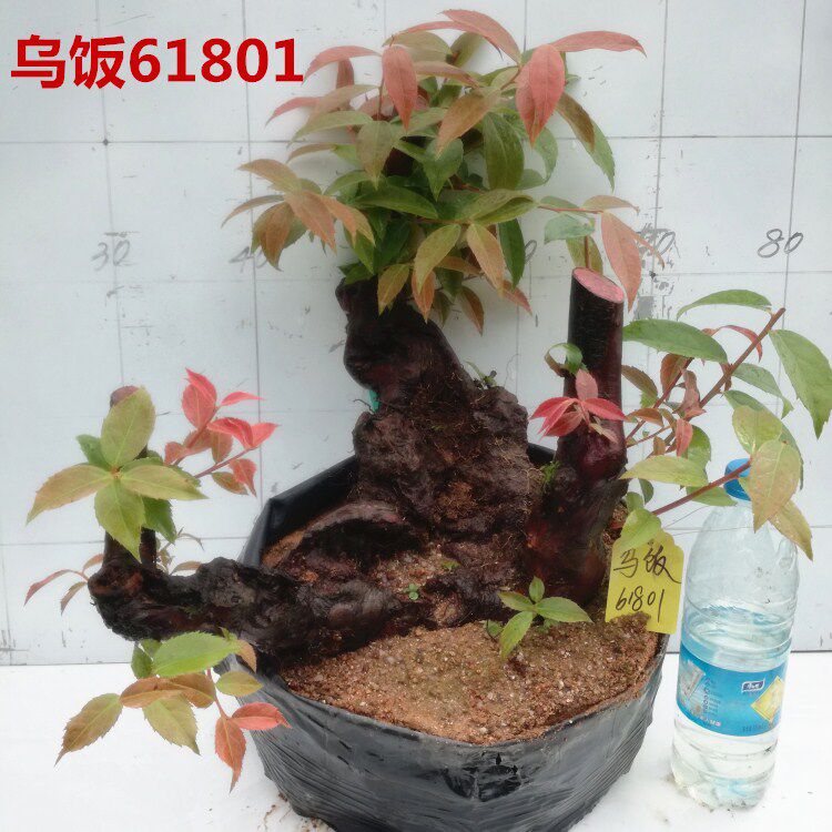 乌饭熟桩盆栽南烛树桩盆景庭院客厅办公桌面阳台茶几花卉绿植包邮