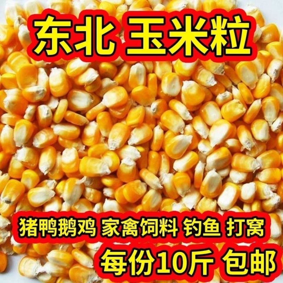 玉米粒家禽饲料打窝鱼饵苞米批发