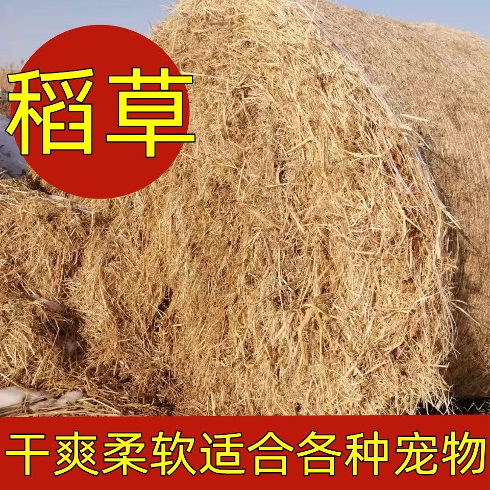 干燥稻草东北纯天然牛羊饲料鸡窝