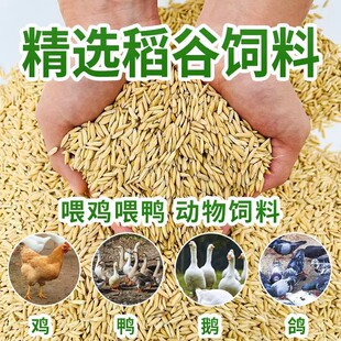 2025年农家自种带壳大米新稻谷谷子水稻稻子带壳粮食5斤10斤包邮