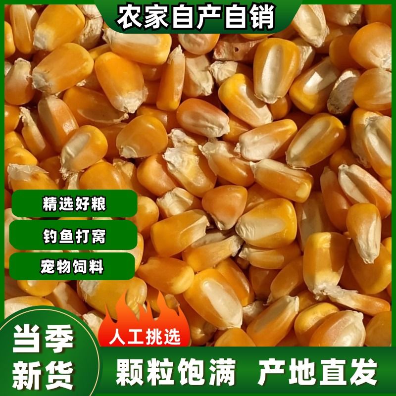 玉米粒家禽饲料打窝鱼饵苞米批发