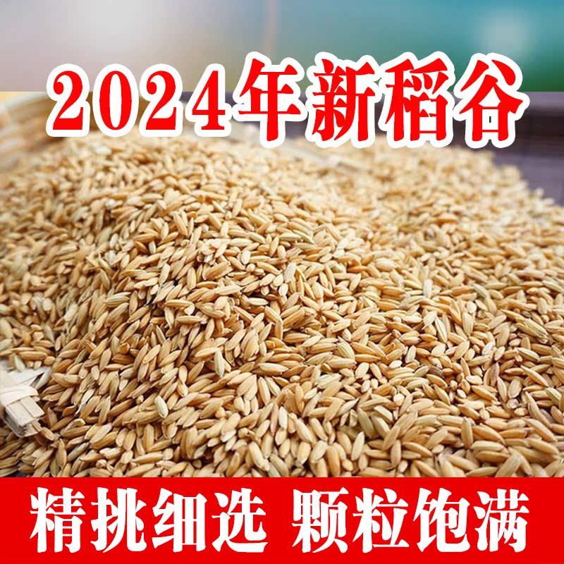 2024年农家自种新稻谷稻