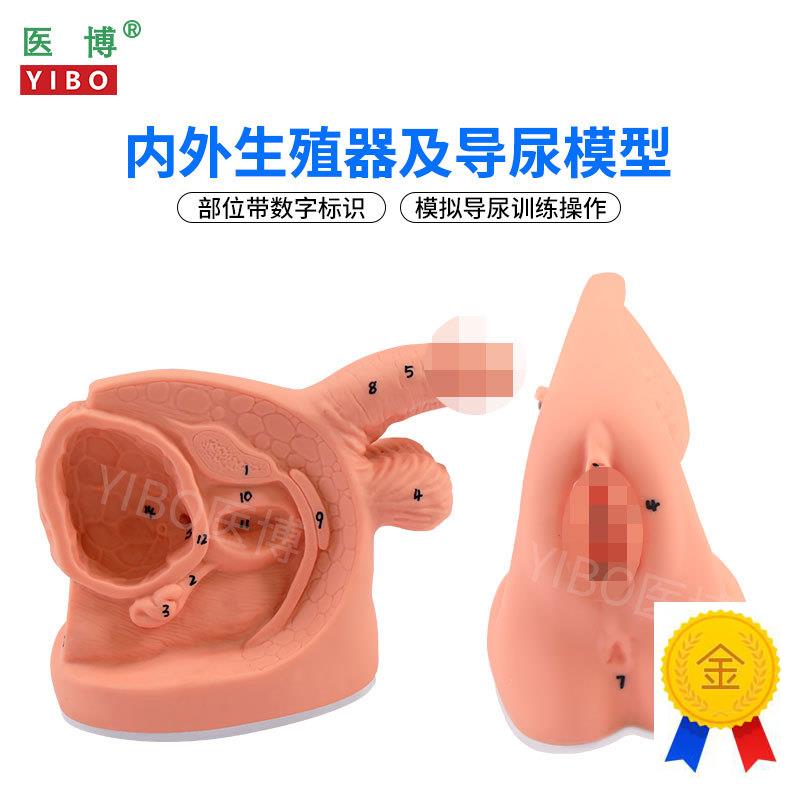医博BIX-H5D/6D男女性内外生殖及导尿模型男性生殖器解刨模型女性