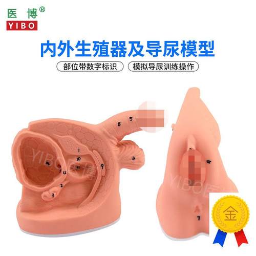 医博BIX-H5D/6D男女性内外生殖及导尿模型男性生殖器解刨模型女性