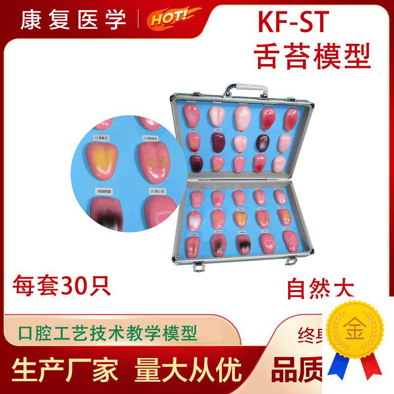 人体舌苔模型舌苔变化过程模型舌A苔病变模型口腔护理医用教学模