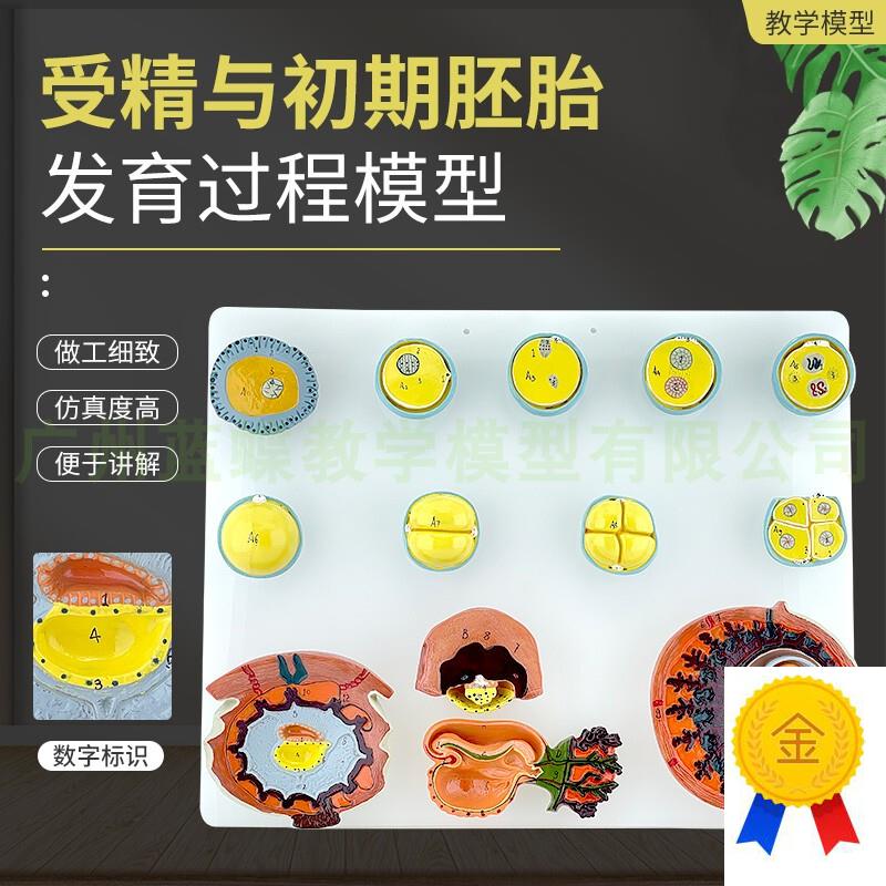 受精与初期g胚胎发育过程模型A42003