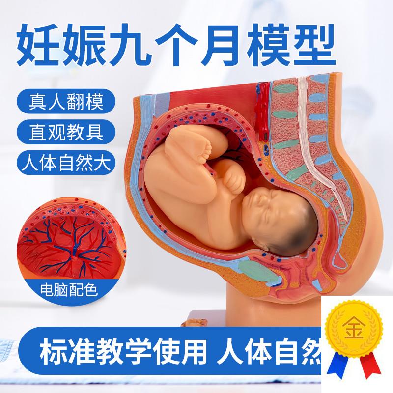 胚胎模型女性h盆腔附足月胎儿模型妊娠发育九个月胎儿子宫模具