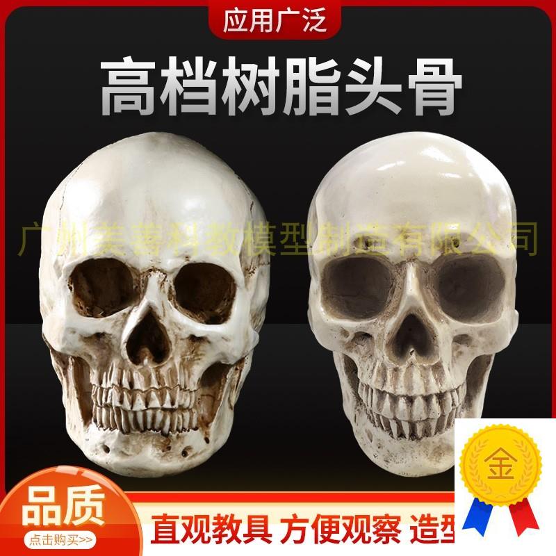 美术素描艺用头骨绘画模型人体头骨模型树脂骷髅R头办公摆件工艺
