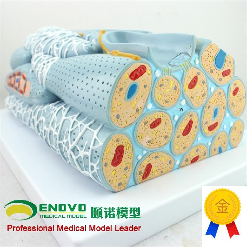 ENOVO颐诺平滑肌n组织模型微观模型医学人体肌肉模型心内脏肌医学