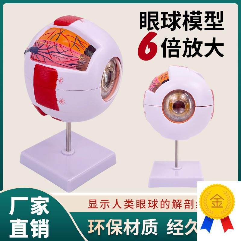 眼球模型眼球解剖模型6w倍放大生物科学眼睛教学眼珠模型