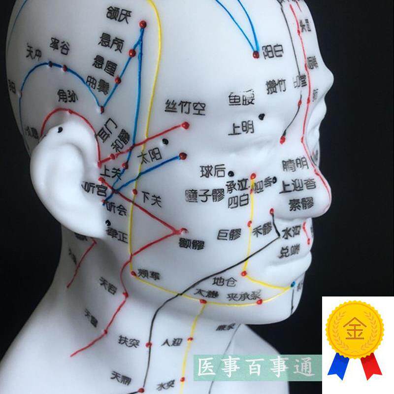 包邮正品超清晰经络人体针灸穴B位头部四功能针灸腧穴模型针灸