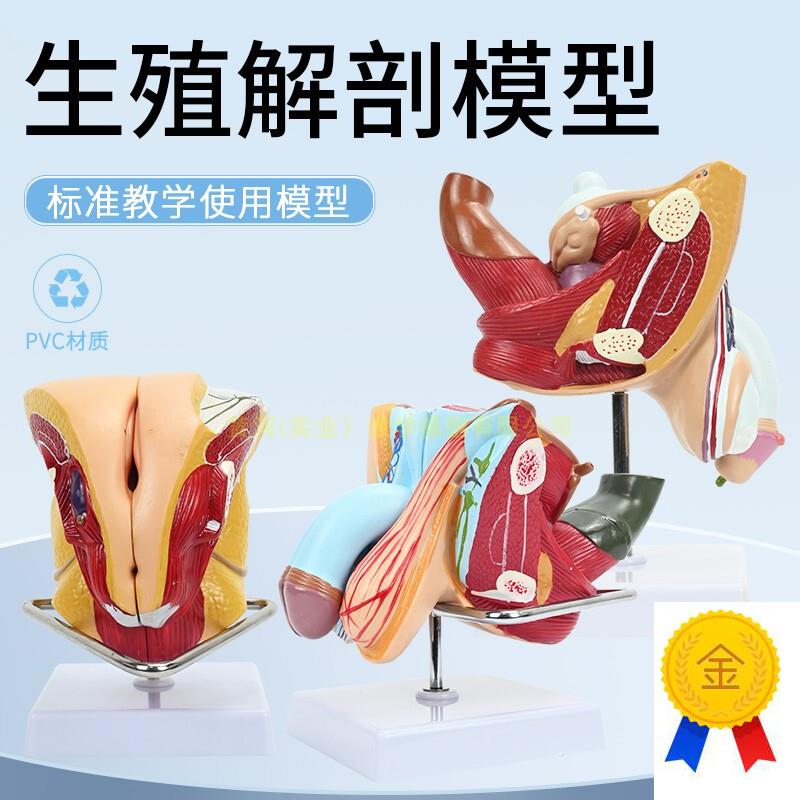 女性内外生殖器j解剖模型子宫输卵管解剖女性生殖健康示教模型