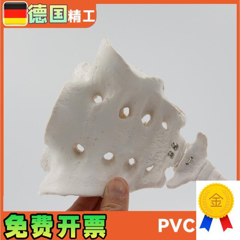 骶骨尾骨模型1比1人体骨骼教z学演示教具解剖模型教学仪器骨架