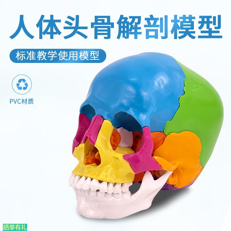 可拆分22件1:1真人大小彩色头骨模型颅骨解剖医用美容口腔牙科