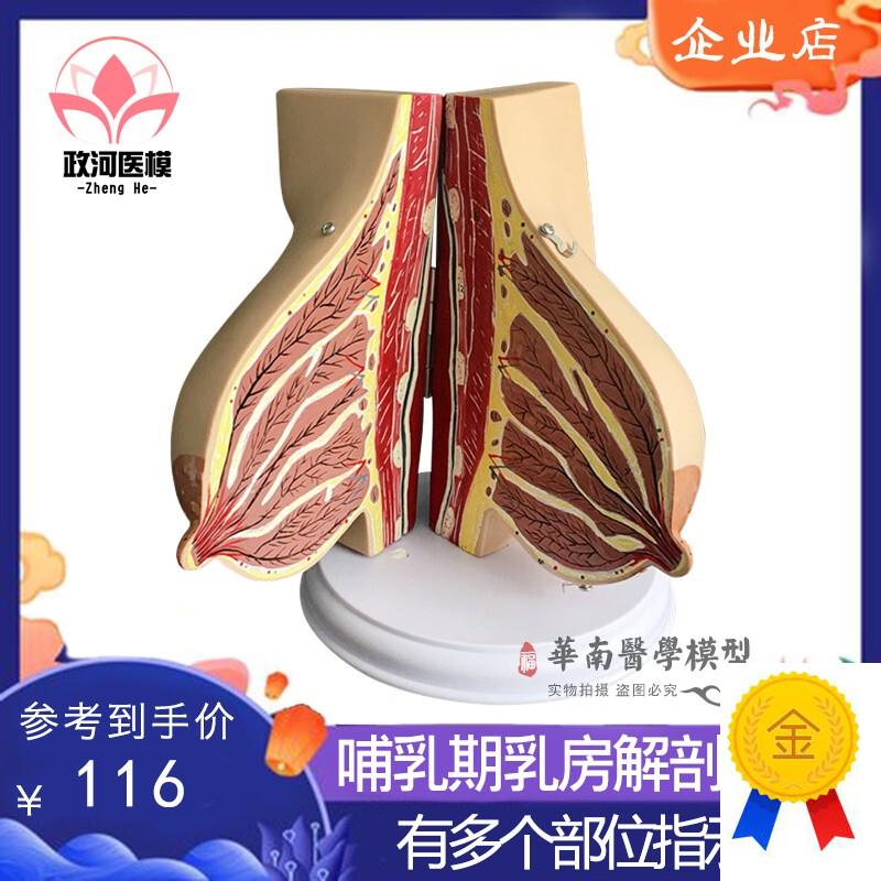 催乳师乳房结构解剖模型环保PVC假乳房教学模型W月嫂培训教具