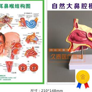 人体鼻腔解剖模型教学模型w鼻子模型五官科医用模型耳鼻喉包邮