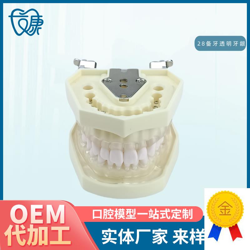 口腔教学牙齿g模型牙科可拆卸28备牙模型练习软牙龈28颗树脂牙