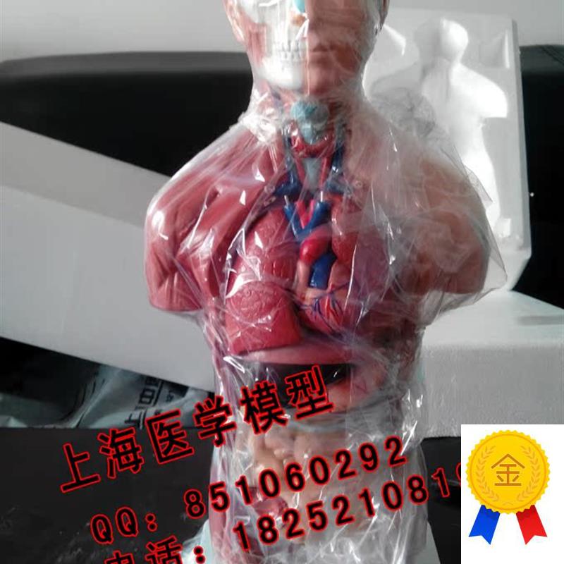 42CM无性躯干模型o18件人体医学解剖模型内脏模型教学特价促销