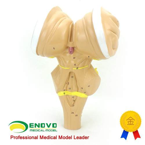 ENOVaO颐诺脑干放大模型脑干延髓脑桥中脑神经医学用大脑模型系