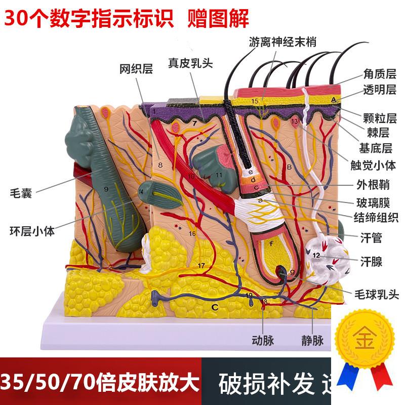 50倍人体皮肤组织结构放大解剖B模型医学美容整形立体皮肤放大模