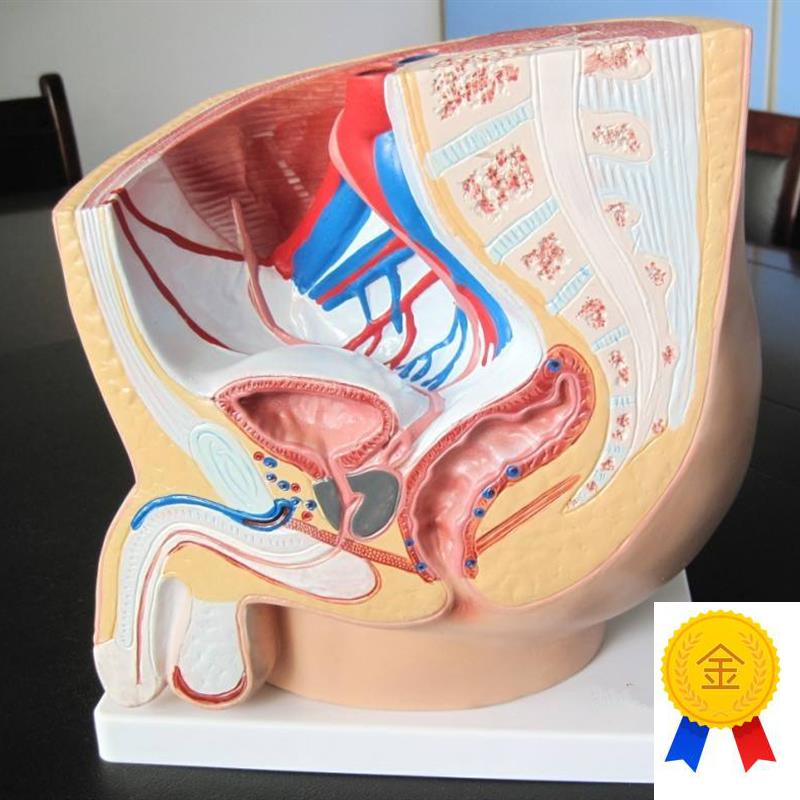 男性盆腔正中矢状解剖模型(1件C)人体模型医学教具内脏解剖模型
