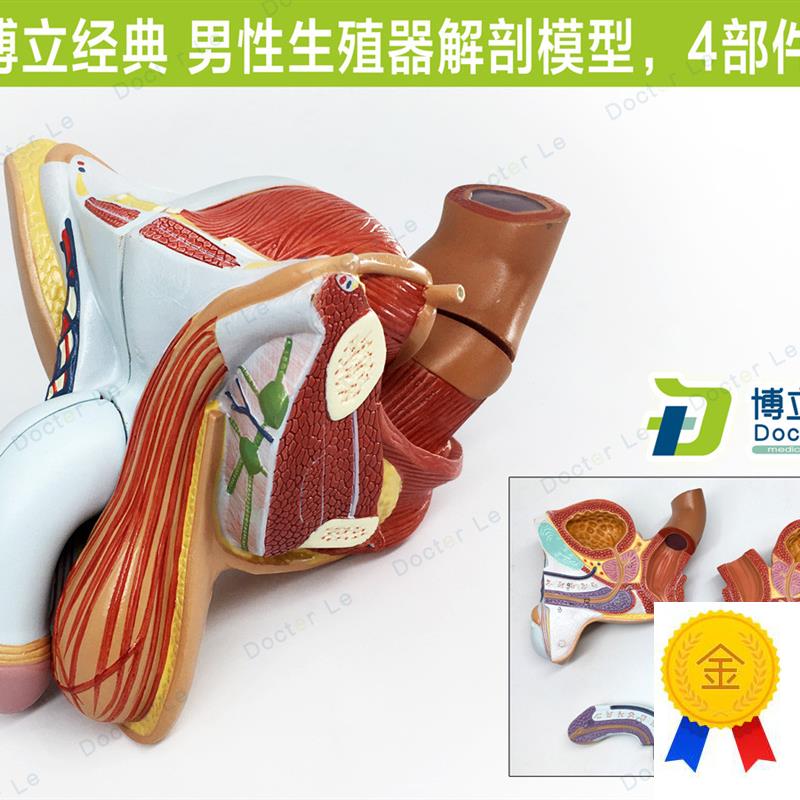 男性内外生殖器泌尿模型男科模型睾丸解剖M模型计生健康展示医教