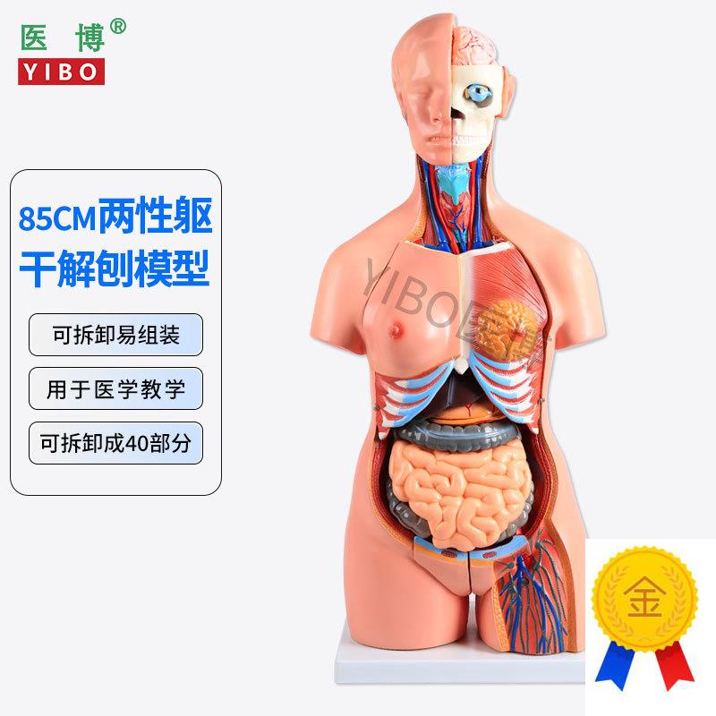 85CM两性躯干g解刨模型可拆卸40件男女性躯干及内脏器官拆卸模型
