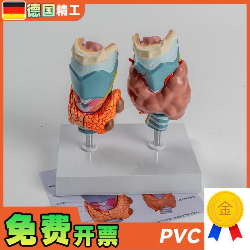 德国】人体病理甲状腺模型甲亢甲低D内分泌系统医学解剖甲状腺喉
